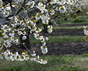 Orchard Blossom 83